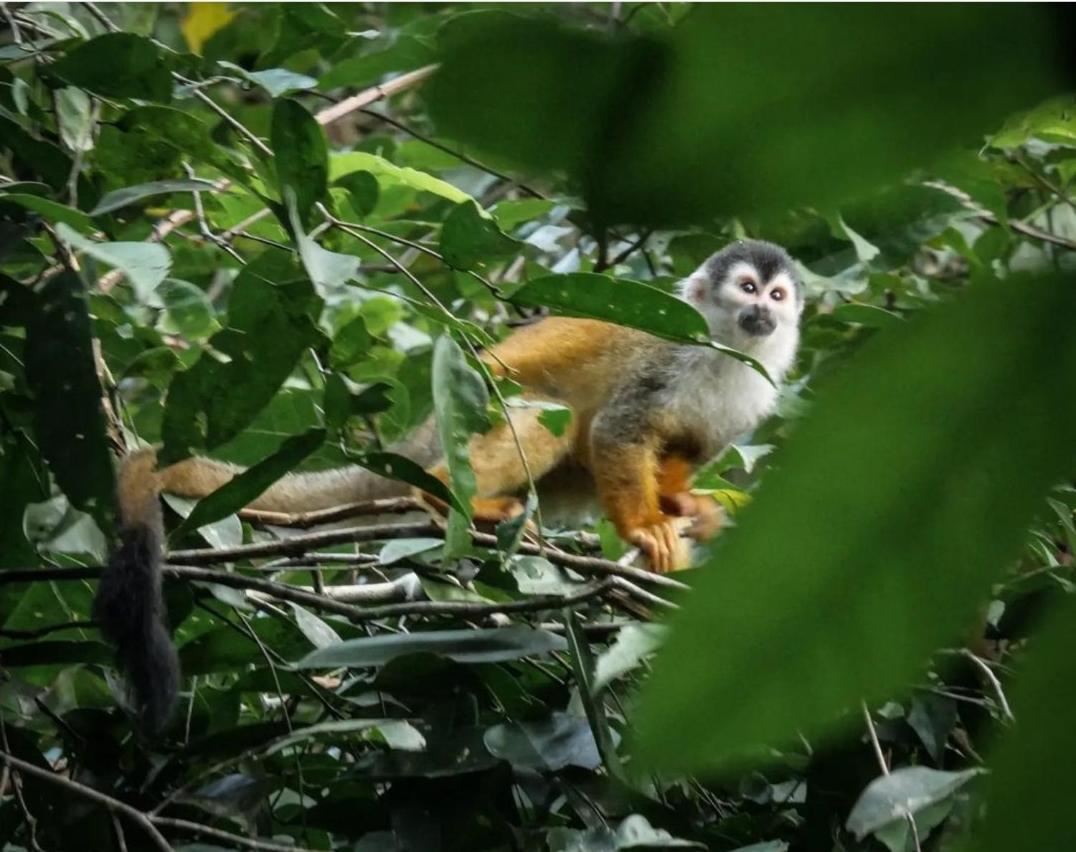 Hotel Gitana Corcovado, Y Tour Operador Drake Bay ภายนอก รูปภาพ